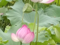 -武汉紫薇都市田园