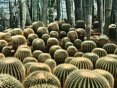 -南山植物园