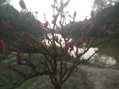 -南国桃园旅游度假区