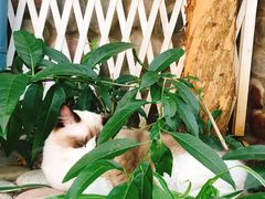 -喵屿·大理花园猫咖