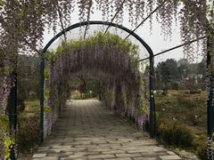 -都江堰玫瑰花溪谷