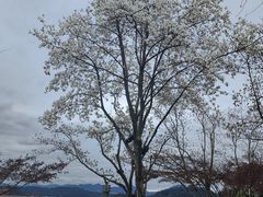 -千岛湖城中湖游船码头