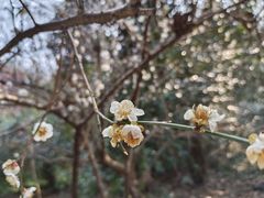 -杭州植物园