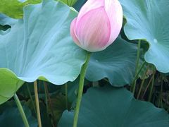 -陈家山荷花公园
