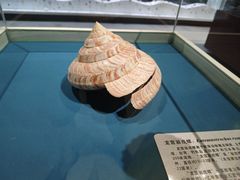-青岛贝壳博物馆