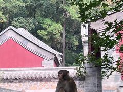 -北京上方山国家森林公园