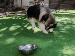 -Dog in Town Ekkamai