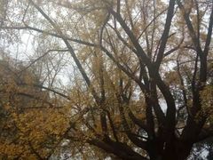 -四川大学(华西校区)