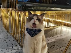 -喵喵咪呀布偶猫咖(春熙路店)