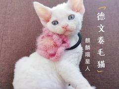 -十年猫舍·猫咪专门店(普陀店)
