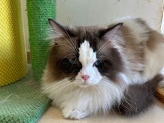 -猫在这儿猫咪咖啡馆·撸猫馆