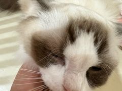 -三花喵·撸猫购宠·宠物生活馆(虹桥南丰城店)