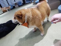 -逗柴咖啡屋·狗咖猫咖宠物桌游
