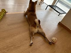 -南京Hallo宠物乐园·哈罗犬舍·柴犬繁育基地
