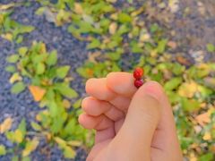 -永定河休闲森林公园