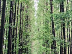 -黄海国家森林公园