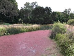 -墨尔本皇家植物园