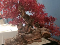 -顺峰(农展馆店)
