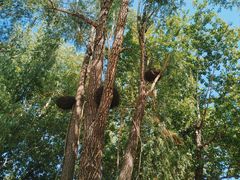 -长白岛森林公园