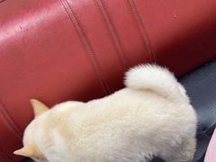 -瑞派天宁宠物医院·猫科·异宠中心