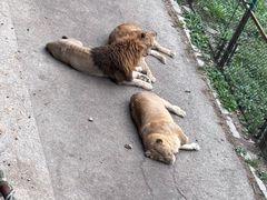 -大连森林动物园