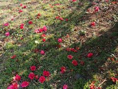 -苏州上方山国家森林公园