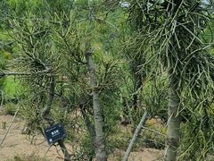 -东莞植物园