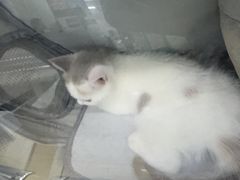 -瑞派动物医院·猫专科·至诚(江南中分院)