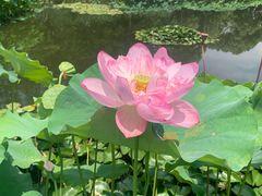 -陈家山荷花公园