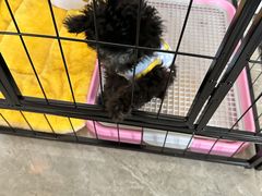 -唐小姐の猫狗洗护·购宠旗舰店(周浦万达店)