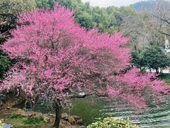 -中国茶叶博物馆(双峰馆区)
