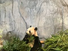 -深圳野生动物园