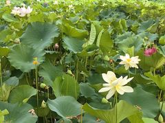 -洛阳市隋唐城遗址植物园