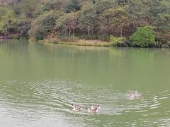 -广州白江湖森林公园