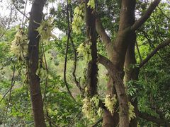 -天鹿湖森林公园
