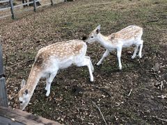 -森工平山皇家鹿苑景区