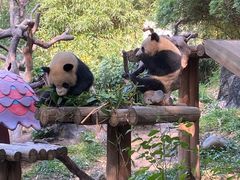-广州长隆野生动物世界