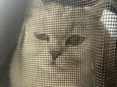 -中农国际动物医院24小时·猫科·骨科·急重症中心