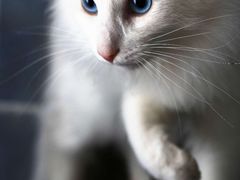 -猫咪咖啡·猫咖(万达广场店)