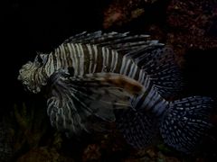 -上海海洋水族馆