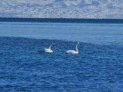 -青海湖国家重点风景名胜区