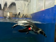 -太平洋海底世界