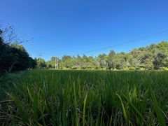 -桤木河湿地公园