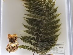 -广东中医药博物馆