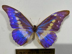 -上海昆虫博物馆