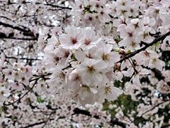 -武汉大学-樱园