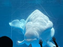 -海合安武汉极地海洋公园