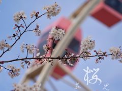 -顾村公园