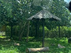 -上海野生动物园