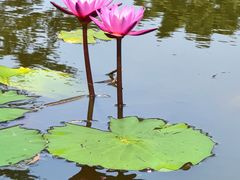 -国家植物园南园